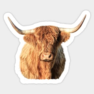 Highland Cow Portrait Sticker